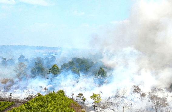 Pemerintah Andalkan Operasi Darat Tangani Karhutla Gambut di Kalimantan Barat