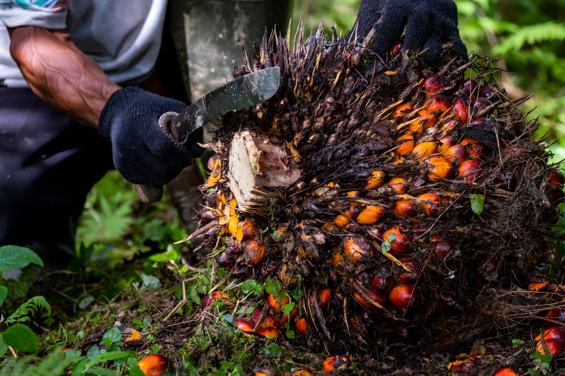 Tapping the Sludge: How Indonesia Plans to Turn 125 Million Tons of Palm Waste Into Clean Energy